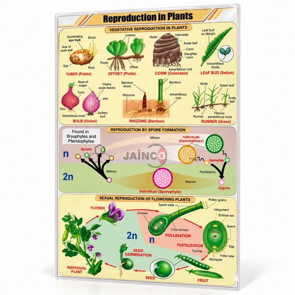 Reproduction in Plants Chart